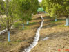 aa