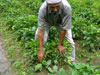 aa