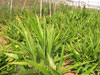 aa