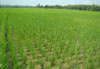 aa