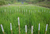 aa