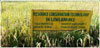 aa