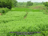 aa