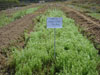 aa