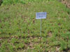 aa