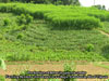aa