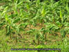 aa