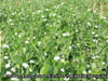 aa