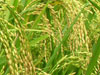 aa