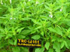 aa