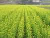 aa