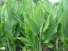 aa
