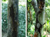 aa