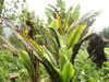 aa