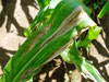 aa