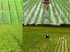 aa