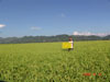 aa