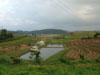 aa