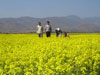 aa