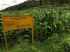 aa
