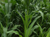 aa