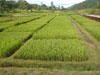 aa