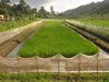 aa