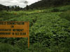 aa