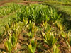 aa